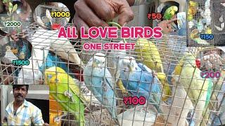 Love Birdsmarketall types of birdschennailove birds sounds