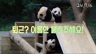 퇴근? 이름만 불러주세요  #아이바오 #루이바오 #후이바오 #aibao #ruibao #huibao #panda #판다월드