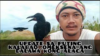 update lang sana sa puting kalabao omiksena ang dalawa kong alagang uwak