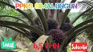 Panen PPKS Simalungun Umur 65 thn  8.032 kg45 ha