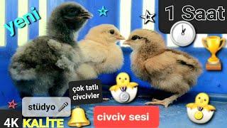 #CİVCİV#SESİ1 SAAT #civcivler #videoları#sesleri #cücə#küçük #bakımı #aldim #çağırma #cute