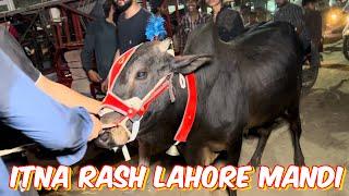 Bakra market Se Khatam  Saturday night 1200am update