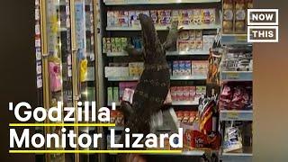 6-Foot-Long Monitor Lizard Climbs 711 Shelves #Shorts