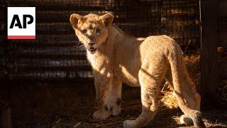 Freya the rescued lion cub is safe in South Africa but many other lions there are bred to be shot