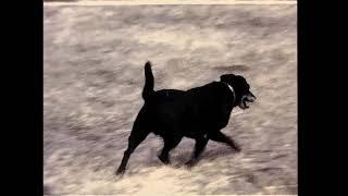 A Dog and The Kids Having Fun no audio