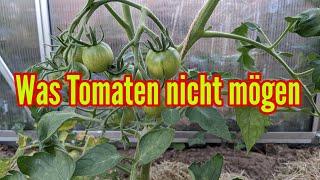 Was Tomaten nicht mögen - Diese Fehler solltest du beim Tomatenanbau unbedingt vermeiden