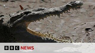 Body found in search for child missing in crocodile attack  BBC News