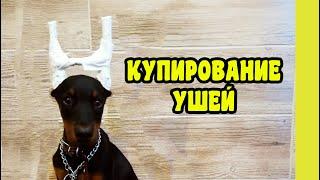 КУПИРОВАНИЕ УШЕЙ ДОБЕРМАНУ  КАК ПРАВИЛЬНО КУПИРОВАТЬ УШИ  ПОСЛЕДСТВИЯ  #Shorts