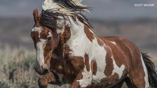 The life and legend of Americas most famous wild horse