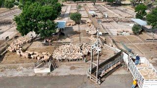 Bringing eID to Cowra Saleyards  Sheep and Goat Electronic Identification