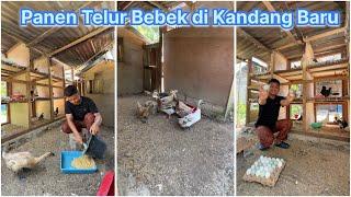 Panen telur bebek di kandang baru FARM ZUPARDI