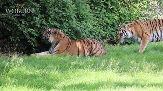 Endangered Amur Tigers Meet for First Time at Woburn Safari Park