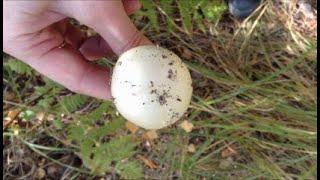 5 смертельно ядовитых грибов Крыма