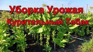 Уборка  урожая - Курительного Табака.