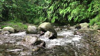 Beautiful Mountain Rivers Fantastic Melodies of Forest Birds Singing Sound of Stream ASMR