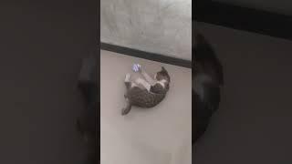 cute cat playing with paper ball