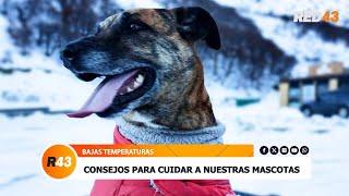 CONSEJOS PARA CUIDAR A NUESTRAS MASCOTAS