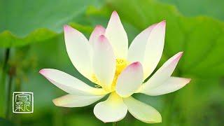 Plant Music. Feel the Sacred Lotus🪷 Vibration12 hours. Melody of Lotus🪷 plant bodysinging.