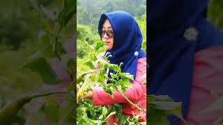 Queen Petik Cabe di Kebun #theplunplun #queenrazka