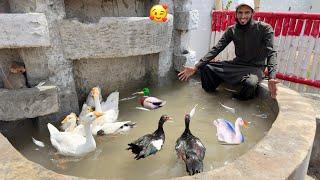 Sab Ducks Ko Swimming Pool Main Chor Dia 