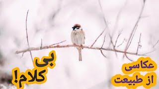 موسیقی بی کلام آرامش بخش و دل انگیز در زمستان رویایی.Nonsong music