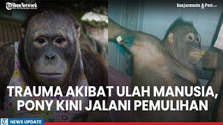 Kondisi Pony Orangutan Malang Korban Pelecehan Manusia  Kini Jalani Pemulihan Fisik dan Mental