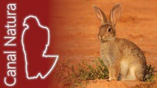 Conejo Oryctolagus cuniculus Rabbit 4K