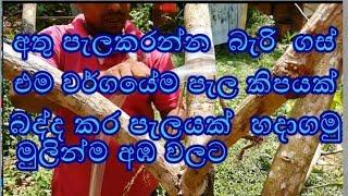 බද්ධ කිරීම badakirima බද්ද කිරම Grafting athu badda kirima How Grafting Branches Home gardening