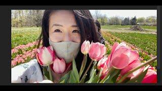 Day trip with Tesla Tulip Farm Niagara Falls  May vlog