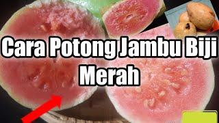 Cara Potong Jambu Biji Merah #shortsfeed #jambubiji #jambubijiindonesia #Caramencangkokjambubiji