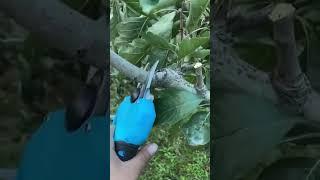 32mm Swansoft 8608 led cordless electric pruning shear cutting branches video for vineyards orchard