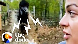 Karen The Hissing Emu Learns To Cuddle  The Dodo