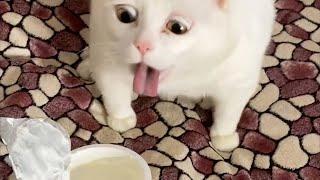 New Funniest Cats And Dogs Videos  Best Of The 2023 Funny Animal Videos  - Cutest Animals Ever