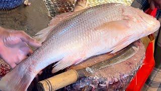 Amazing Big Snapper Fish Cutting By Expert Fish Cutter  Fish Cutting Skills