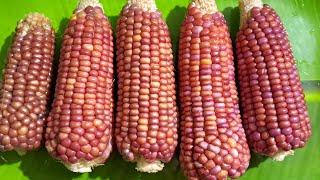 Corn Salad Recipe  Assamese style 