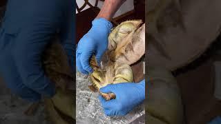 An easier way to cut open durian