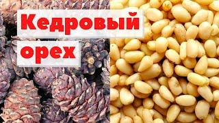 Кедровые орехи  Как это сделано  Pine nuts