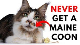 Youll Definitely Not Want a Maine Coon Cat After Watching This  #14 Might Surprise You