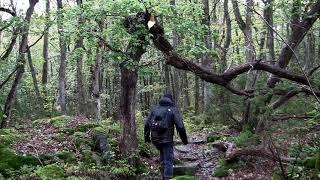 Promenad i Kullaviksskogen Kungsbacka kommun