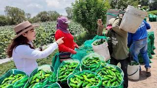 COSECHA DE JALAPEÑO - Vinieron de SINALOA para trabajar en AGUASCALIENTES  ALMA Coronel