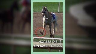 Horses Collapse Break Legs & Die on the Race Track #shorts