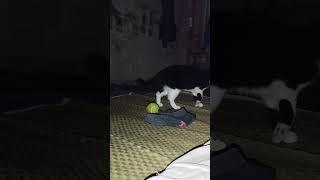 kucing bermain bola tenis