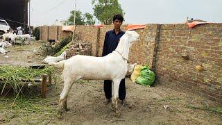 Rajanpuri Bakre  Makhi Chena Bakre  Bakra Eid  Mazhar Biba Official