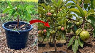 propagate Guava Tree from cutting guava get a lot of guava fruit