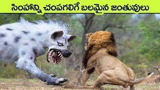 Animals That Can Kill a Lion Easily  facts in telugu  telugu news  animals telugu  facts