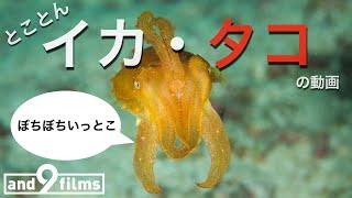 とことんイカ・タコ！【とにかく魚を観る動画】 10分  Lets watch Squid & Octopus 10min 【4K】