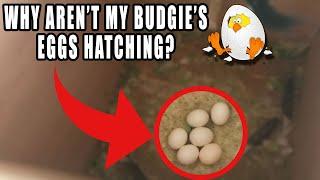 Why arent my budgies eggs hatching?