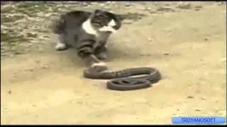 Cat vs Snake Serpiente vs Gato