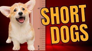 Top 5 Short Dog Breeds Dogs 101 Long Body Short Legs