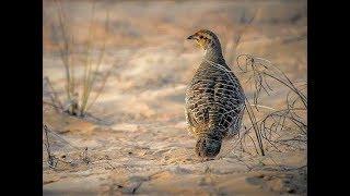 Dakhni teetar ki awaz  Grey Francolin Call